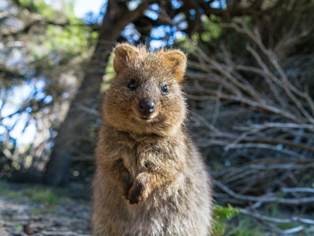 Quokka in Western Australia