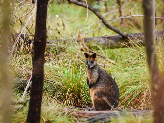 Wallaby in the Tidbinbilla Ranges, ACT