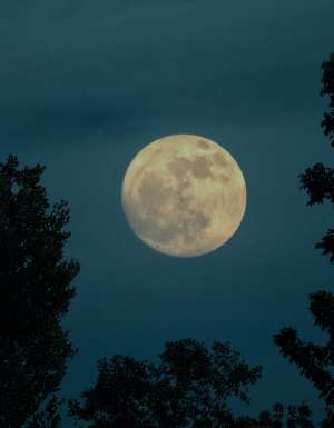 Full beaver moon through the tree leaves