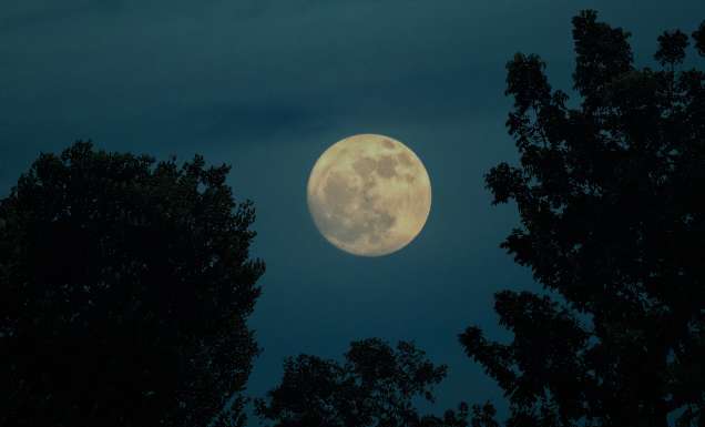 Full beaver moon through the tree leaves