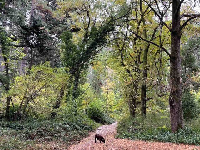 La Gerche Forest Walk