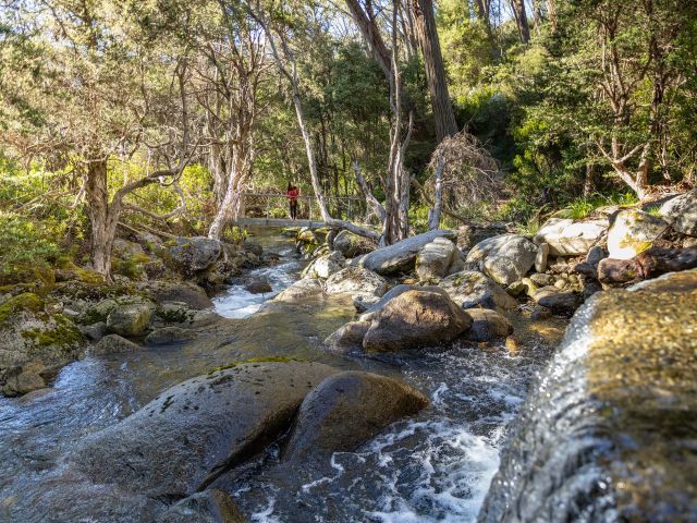 Merritts Nature Track thredbo summer hikes