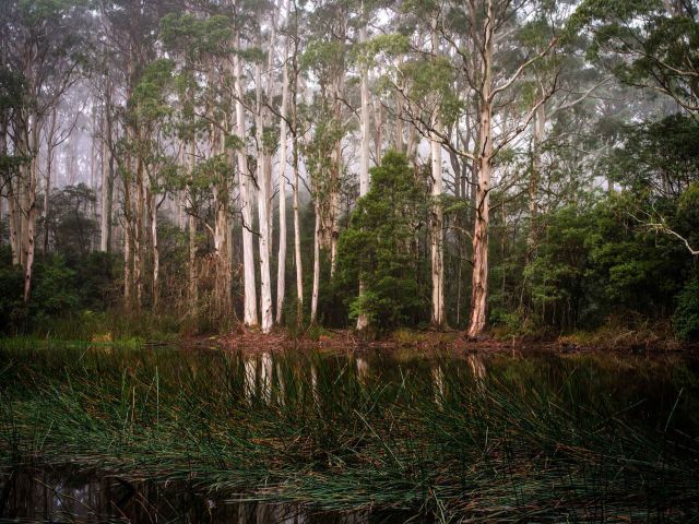 Murmuring Walk daylesford hikes