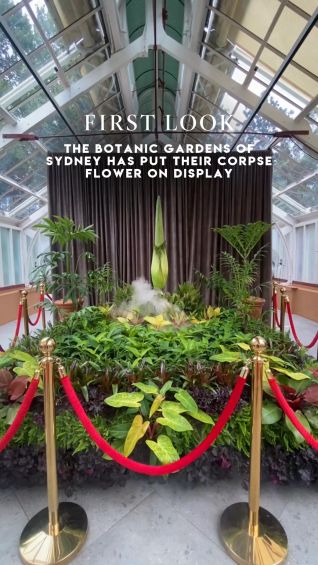 Putricia, the Corpse Flower
