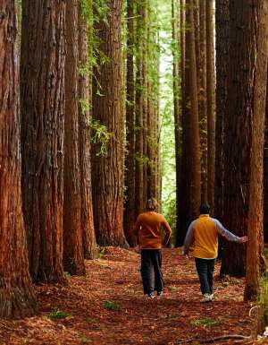 people walking through Redwood Forest Warburton