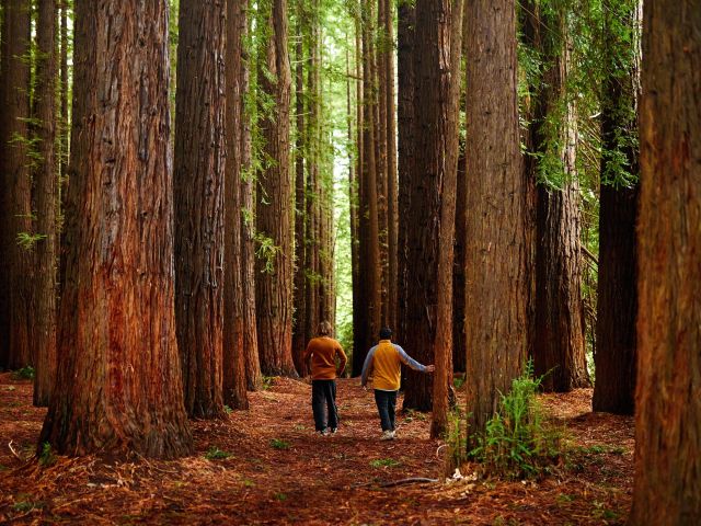 people walking through Redwood Forest Warburton