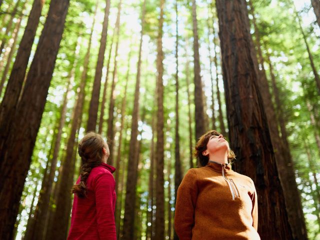 people looking up at Redwood Forest Warburton