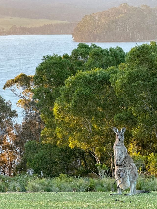 a kangaroo at Somnium Bingie