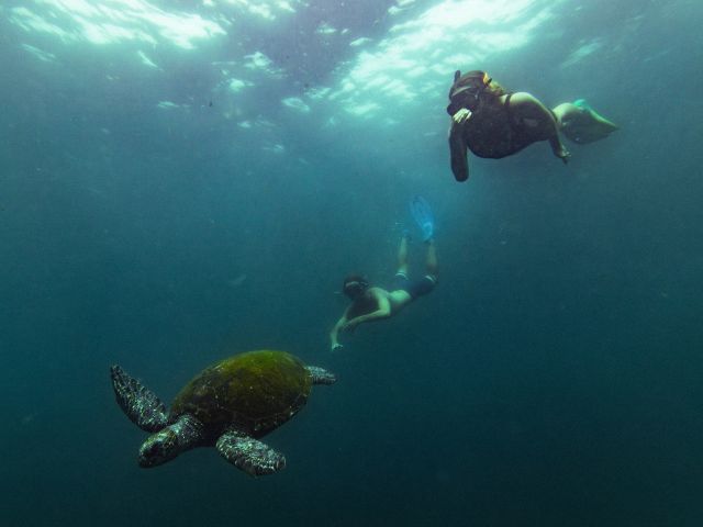 two people swimming after turtle on the tweed