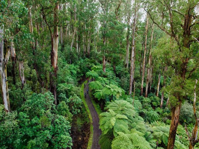 aerial of bike tour with Warburton Adventure Co