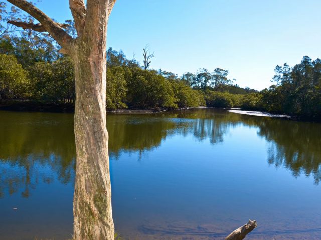 the Currambene Creek near Hidden Creek Campsite, Woollamia