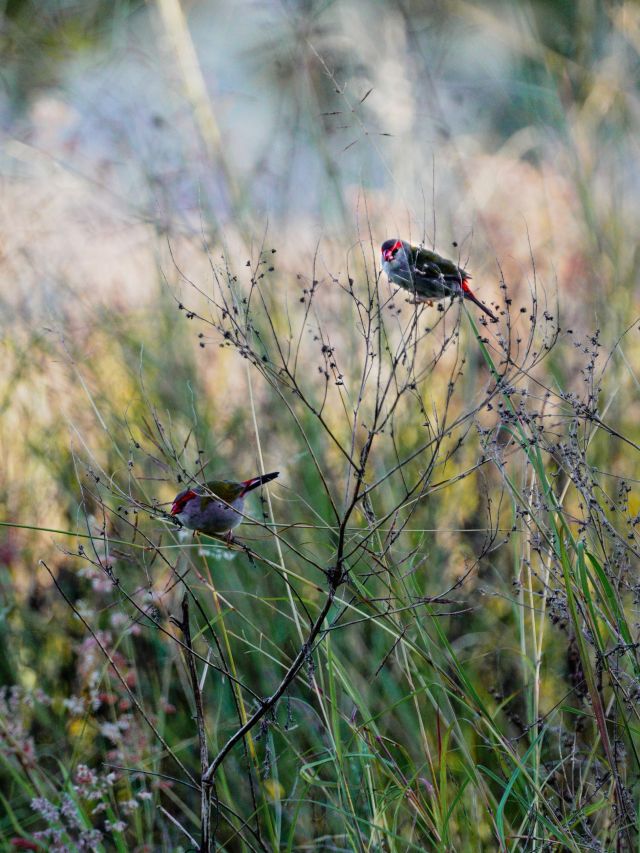 Birds in shrubs by the Larapinta campsite in Queensland's Scenic Rim