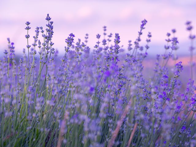 Lavender flows in bloom