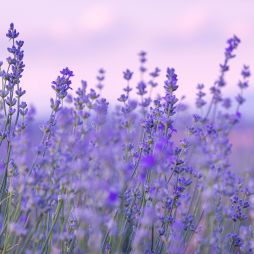 This hidden Hunter Valley lavender farm just opened for the summer