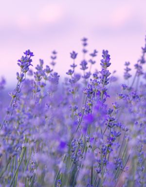 This hidden Hunter Valley lavender farm just opened for the summer