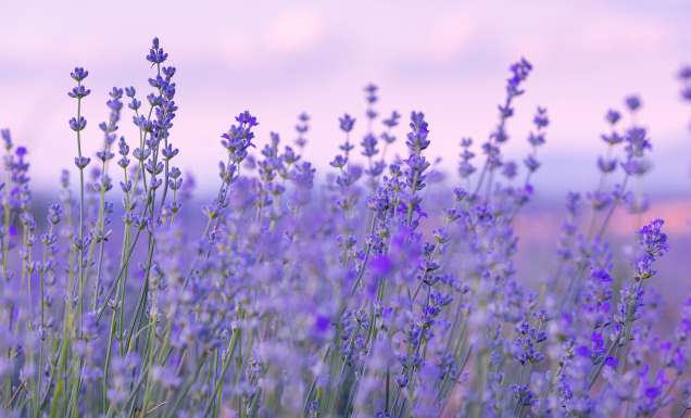 This hidden Hunter Valley lavender farm just opened for the summer