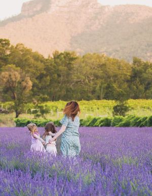 Hunter Lavender Farm in the Hunter Valley, NSW