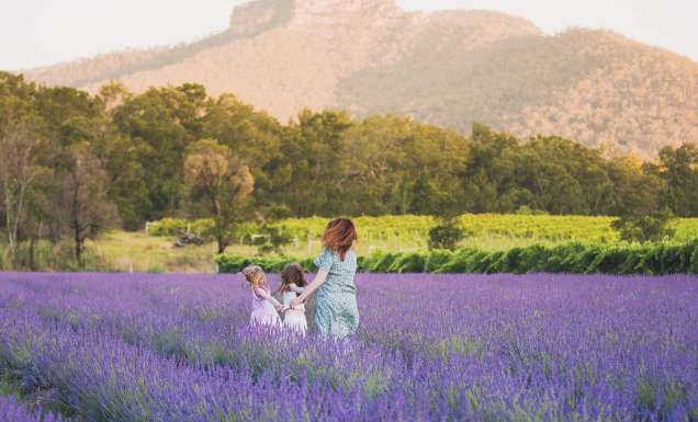 Hunter Lavender Farm in the Hunter Valley, NSW
