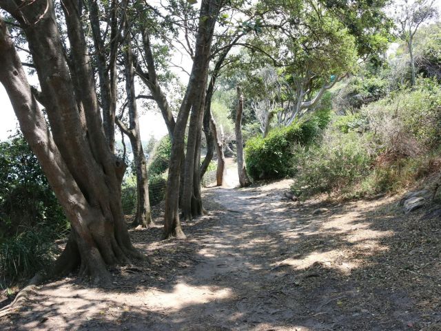 Hungry Point Cliff Top Walk bush