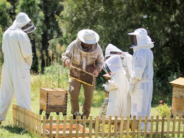 Hunter Lavender Farm in the Hunter Valley, NSW