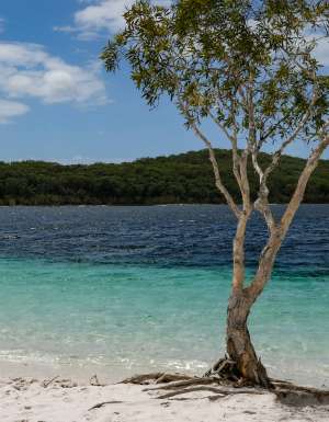 a lone tree on a sandy beach of Lake Mckenzie K'gari