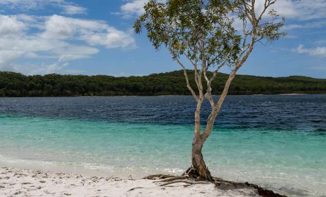 a lone tree on a sandy beach of Lake Mckenzie K'gari