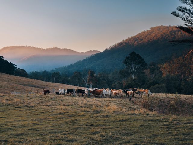 Cows in the paddock near Misty Mountain Kunghur campsite
