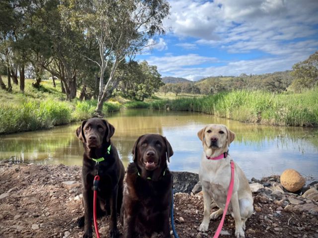 dogs at Old Bara Campground