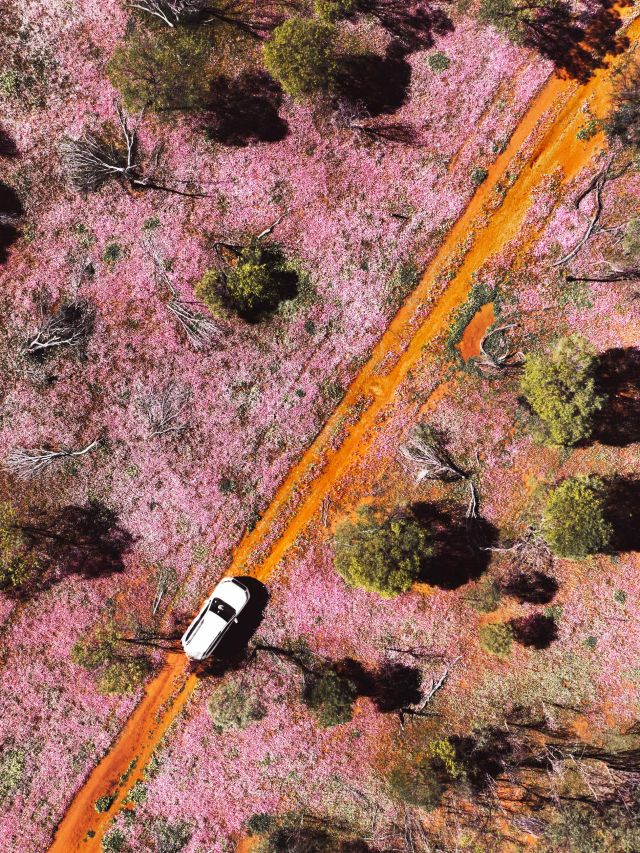 pink wildflowers of Morawa