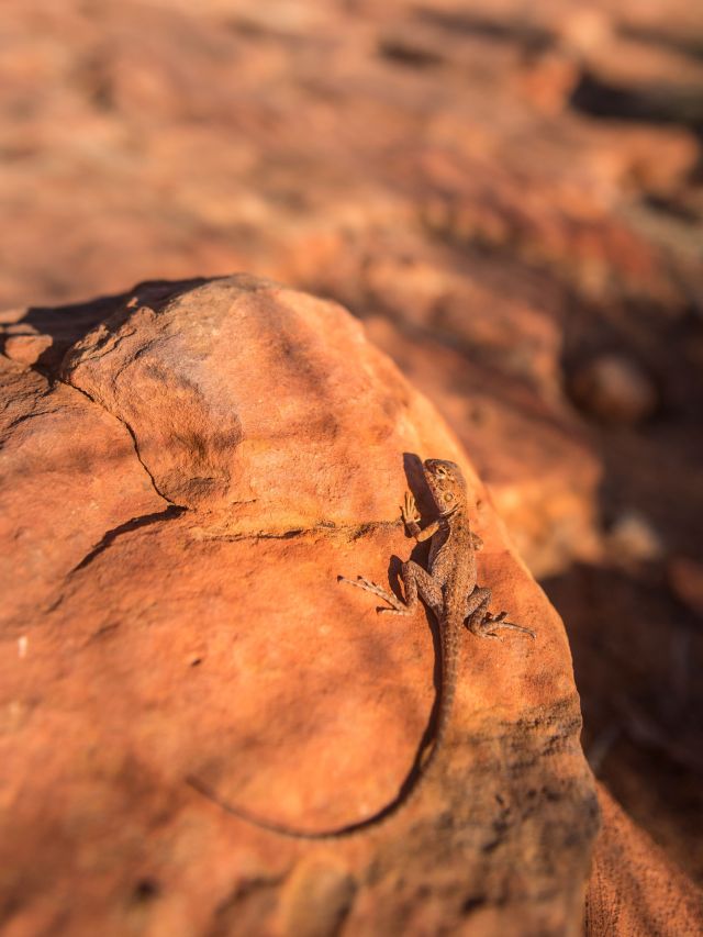 a lizard at Kings Canyon