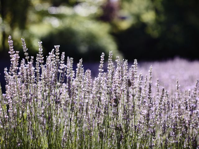 lavandula farm flowers