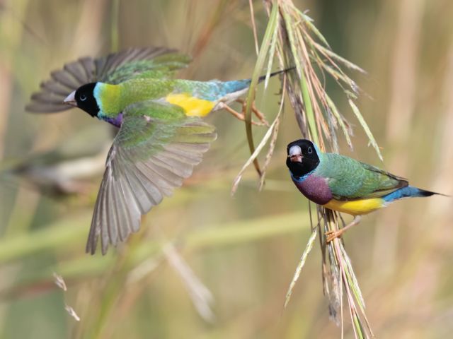 gouldian finches inKakadu National Park