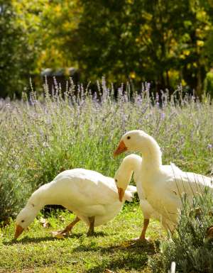 Lavandula Farm geese