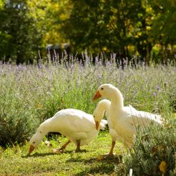 Lavandula Farm geese