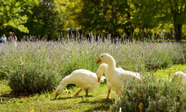 Lavandula Farm geese