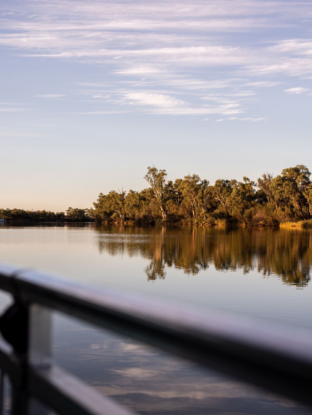 gum trees on the banks of the Murray River