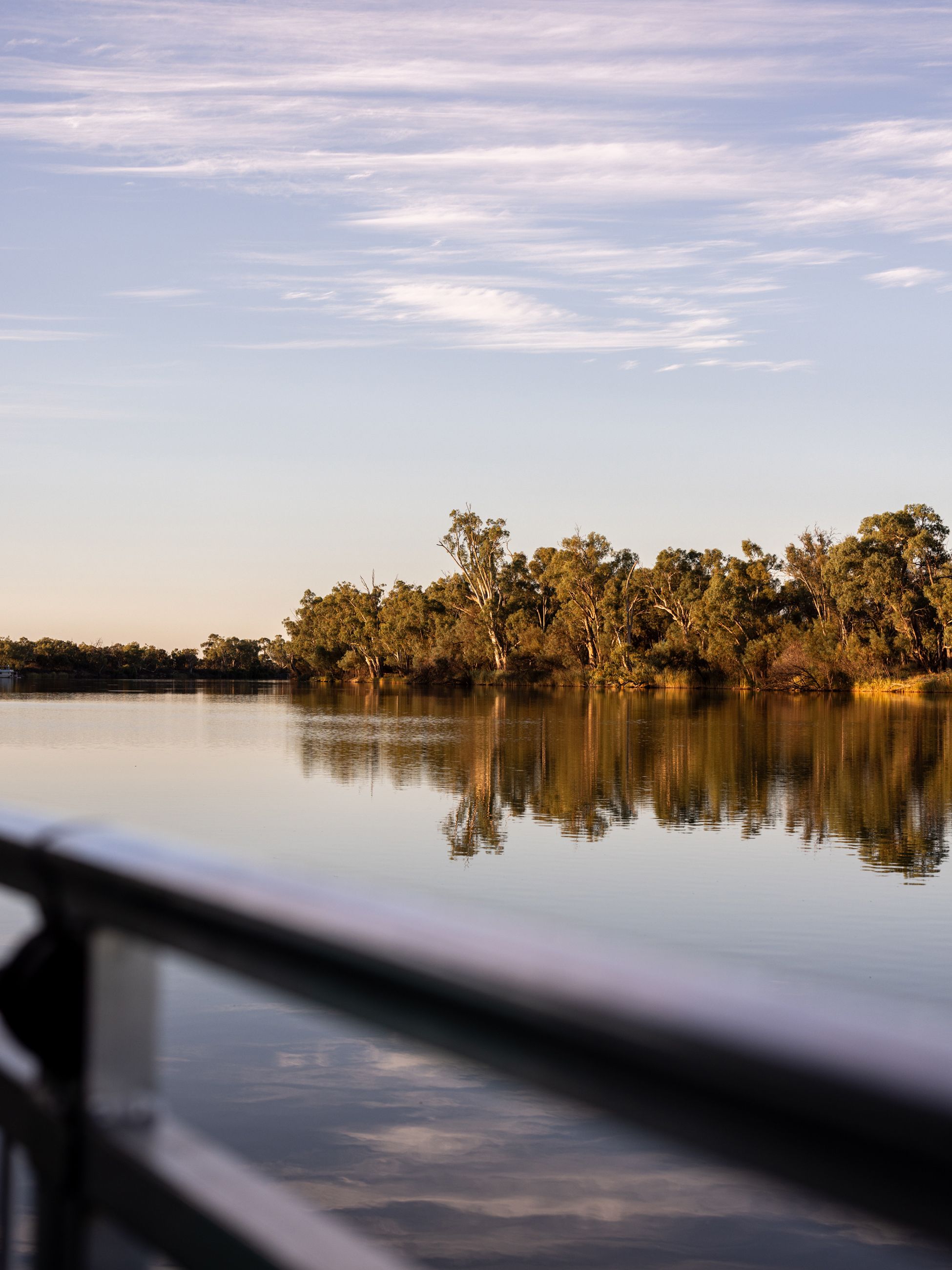 gum trees on the banks of the Murray River