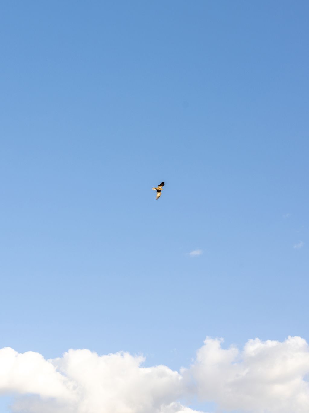 a bird flying against a blue sky