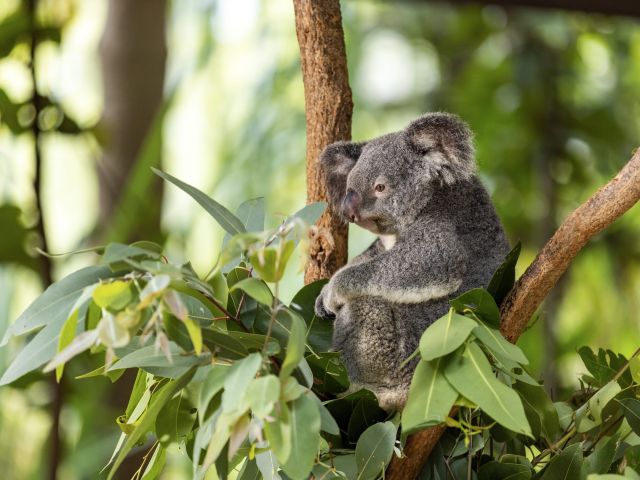 The Koala Park on Magnetic Island