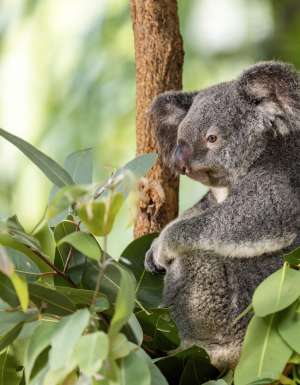 The Koala Park on Magnetic Island