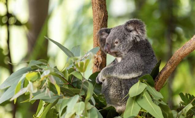 The Koala Park on Magnetic Island
