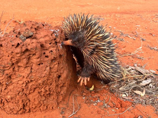 echidna at Alice Springs Desert Park