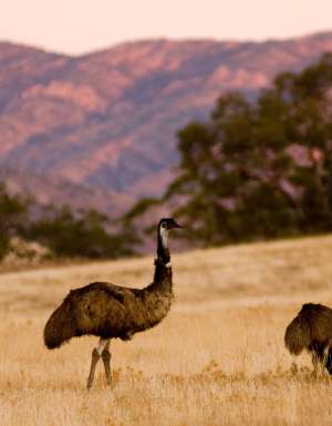 emus on the Arkaba Walk