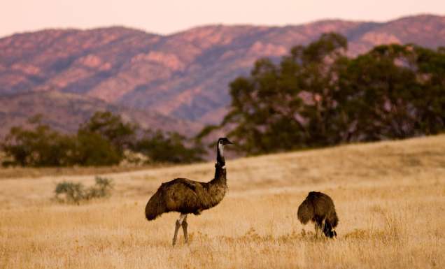emus on the Arkaba Walk