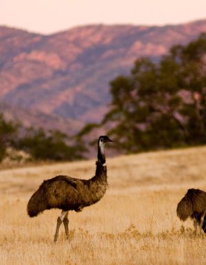 emus on the Arkaba Walk