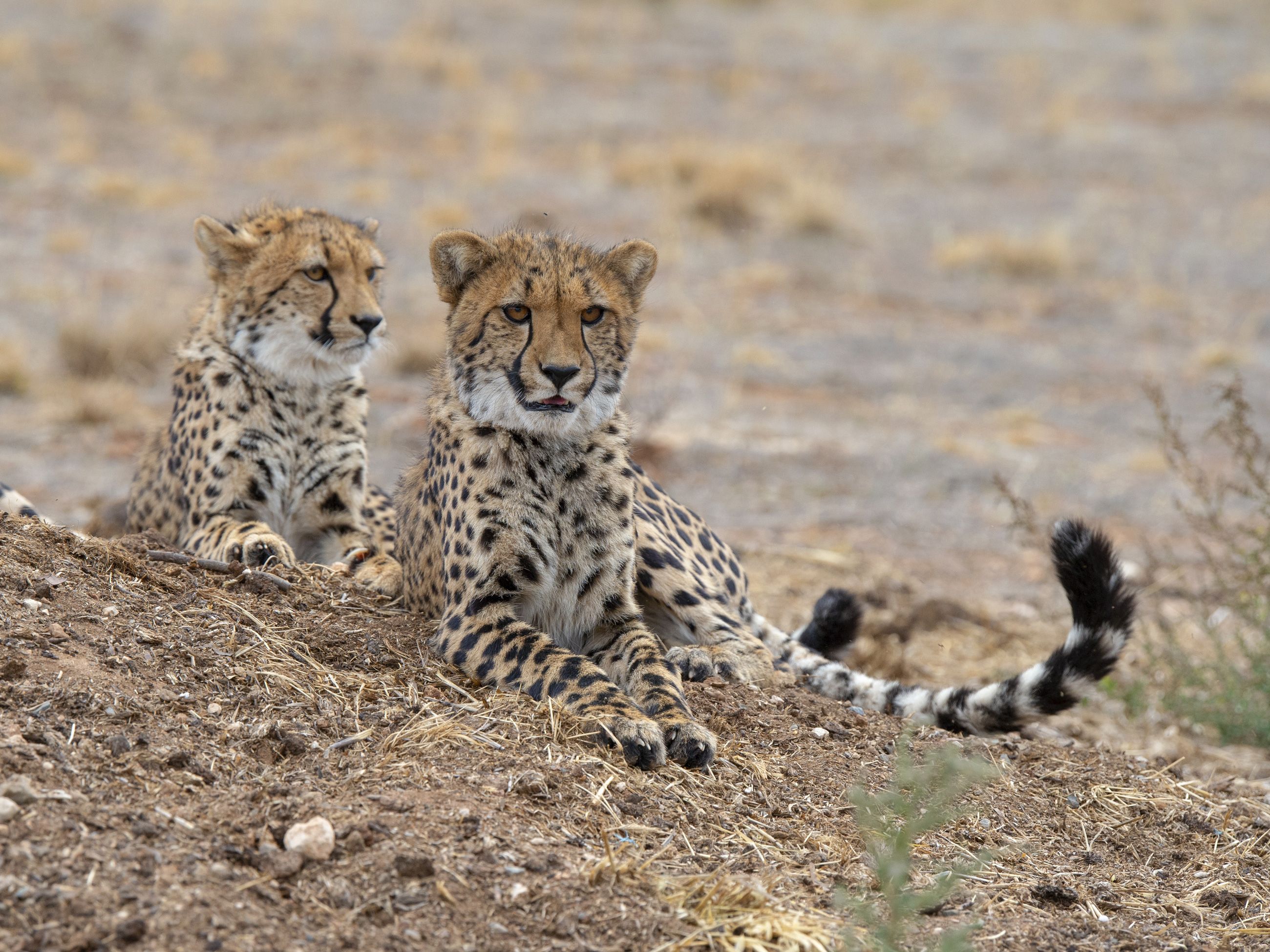 Cheetahs at Monarto Safari Resort