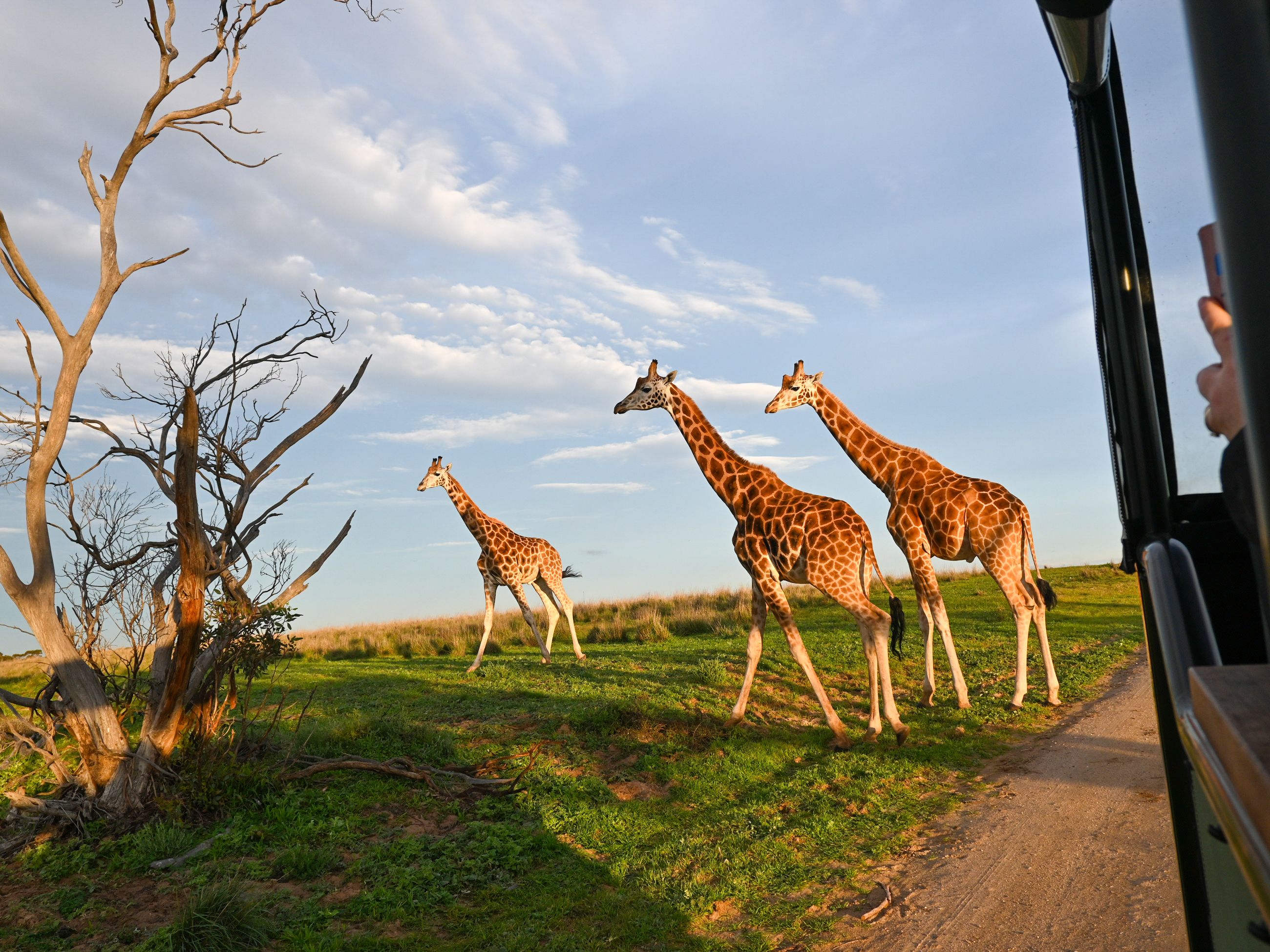 Giraffes at Monarto Safari Resort