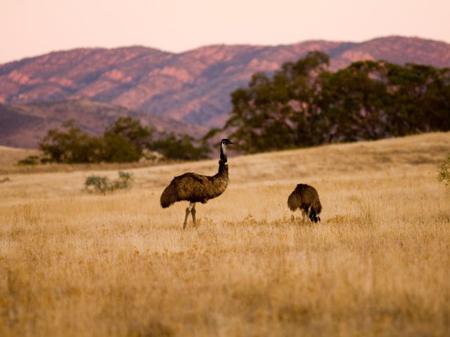 emus on the Arkaba Walk