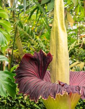 Titan arum or Amorphophallus Titanum at the botanical garden