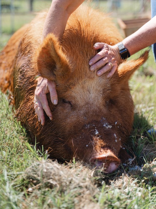 Hank the pig at Farm & Co, Cudgen
